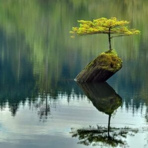 Radicarsi in sé stessi, nutrire il domani – Giornata di Consapevolezza organizzata dal Sangha di Verona