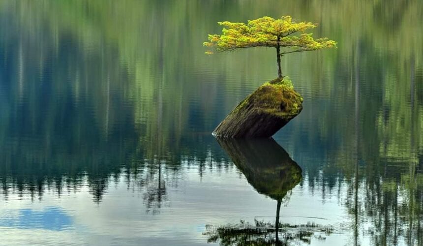 Radicarsi in sé stessi, nutrire il domani - Giornata di Consapevolezza organizzata dal Sangha di Verona