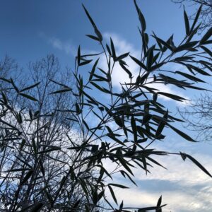 DHARMA DELLE RELAZIONI L’arte di non ferire e non subire