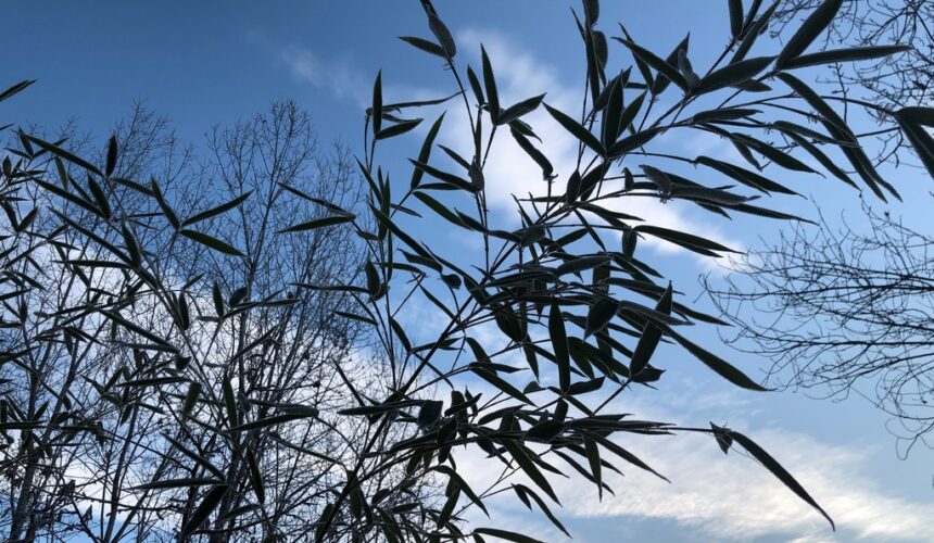 DHARMA DELLE RELAZIONI L’arte di non ferire e non subire