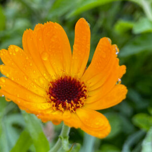 A servizio della vita: Giornata di presenza mentale con Chân Hảo