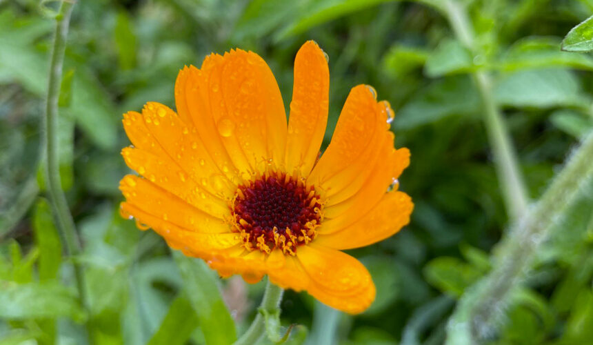 A servizio della vita: Giornata di presenza mentale con Chân Hảo