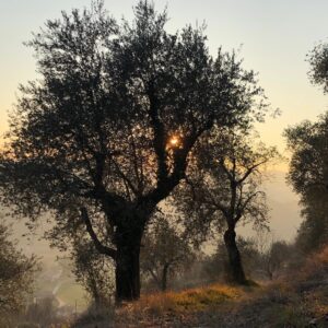 ACCETTAZIONE  e AZIONE  ritiro secondo gli insegnamenti di Thich Nhat Hanh con SILVIA LOMBARDI e il Sangha di Marostica