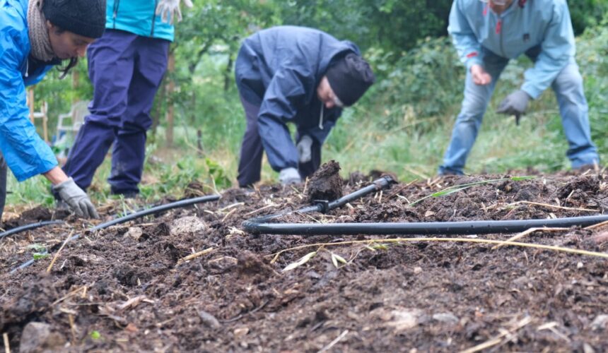 Quali semi annaffiare per un buon raccolto?
