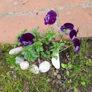 Centro Avalokita, 19 – 23 agosto 2023: “L’attenzione nel Dharma e nella Poesia”, Ritiro di consapevolezza offerto dalla Comunità del Centro Avalokita