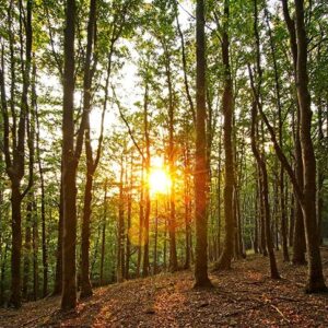 MONASTERO DI CAMALDOLI (Arezzo)  LA RICONCILIAZIONE E’ POSSIBILE 20-22 ottobre 2023  con ADRIANA ROCCO