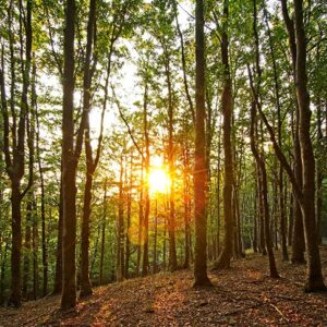 IL SOLE NEL CUORE in ritiro con Adriana Rocco Nella tradizione del Maestro Zen Thich Nhat Hanh