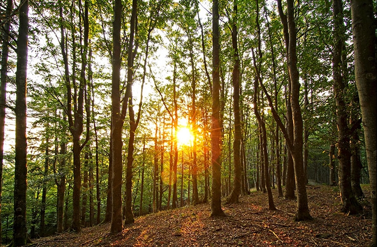 IL SOLE NEL CUORE in ritiro con Adriana Rocco Nella tradizione del Maestro Zen Thich Nhat Hanh