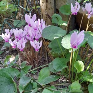 Recitazione online dei 5 Addestramenti alla Consapevolezza