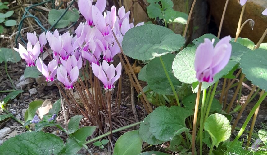 Recitazione online dei 5 Addestramenti alla Consapevolezza