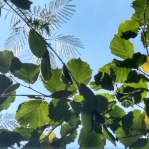 Roma, 19 novembre 2023: “La pace ci aspetta”, Giornata di presenza mentale