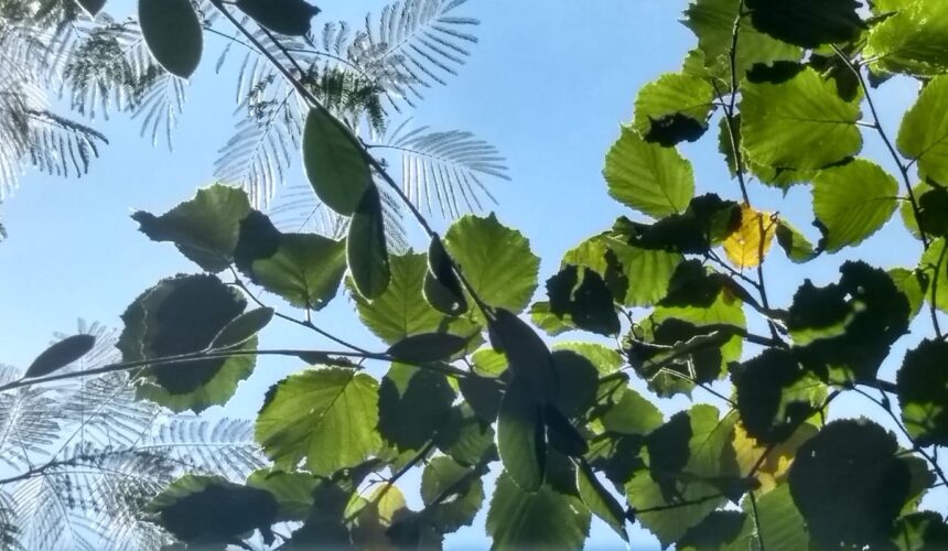 Roma, 19 novembre 2023: "La pace ci aspetta", Giornata di presenza mentale