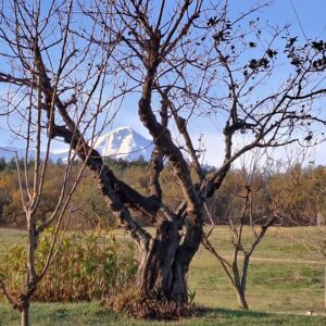 21 Gennaio 2024: Recitazione online dei 5 Addestramenti alla Consapevolezza