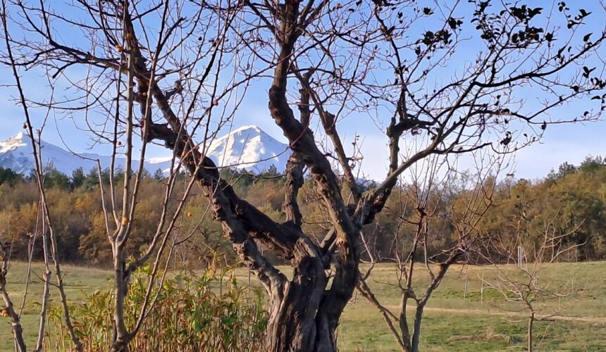 21 Gennaio 2024: Recitazione online dei 5 Addestramenti alla Consapevolezza