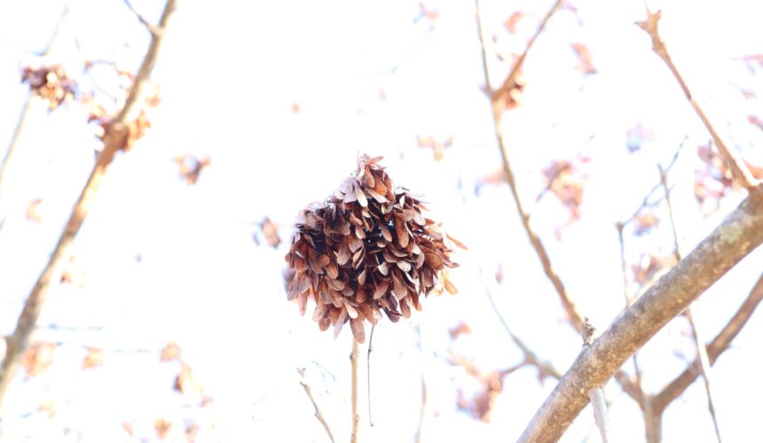 LA MEDITAZIONE APRE ALL’INTERESSERE E ALLA COMPASSIONE con Giovanni Malfa e il Sangha Terra Felice
