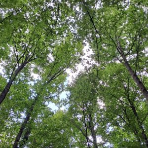 Domenica 18 Febbraio 2024: Recitazione online dei 5 Addestramenti alla Consapevolezza