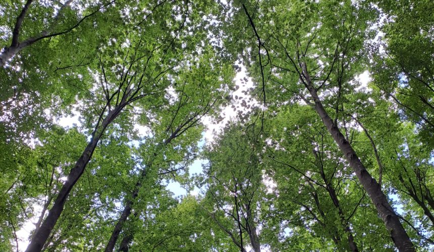 Domenica 18 Febbraio 2024: Recitazione online dei 5 Addestramenti alla Consapevolezza