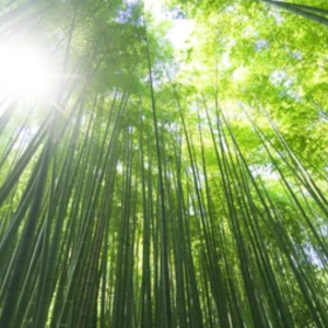 Komorebi dal 12 al 12 aprile