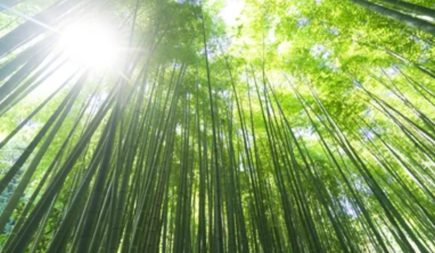 Komorebi dal 12 al 12 aprile