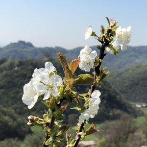 SIAMO INNAMORATI DELLA MADRE TERRA ritiro dell’ascolto con il sangha Terra Felice