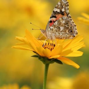 Recitazione online dei 5 Addestramenti alla Consapevolezza – 19/05/2024