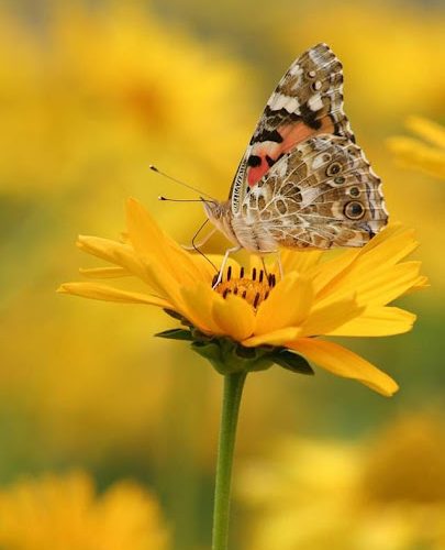 Recitazione online dei 5 Addestramenti alla Consapevolezza – 19/05/2024