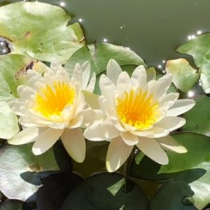 CON L’AMORE NELLE MANI- Ritiro di meditazione di Metta e Massaggio Meditativo a Marostica