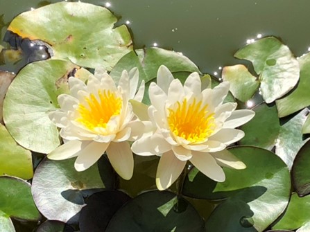 CON L'AMORE NELLE MANI- Ritiro di meditazione di Metta e Massaggio Meditativo a Marostica