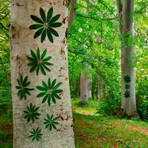 INNAFFIARE I SEMI DELLA CREATIVITÀ E DELLA GIOIA, ritiro di meditazione  secondo gli insegnamenti di Thich Nhat Hanh