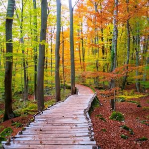 Domenica 19 Gennaio ore 19 – Recitazione online dei 5 Addestramenti alla consapevolezza