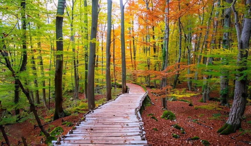 Domenica 19 Gennaio ore 19 - Recitazione online dei 5 Addestramenti alla consapevolezza