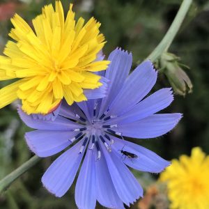 La via di ritorno a casa: Ritiro di presenza mentale a Pardesa