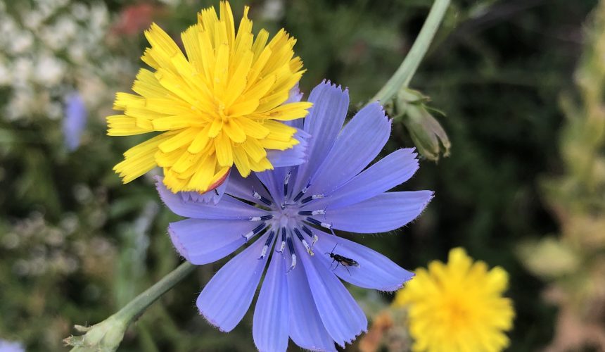 La via di ritorno a casa: Ritiro di presenza mentale a Pardesa