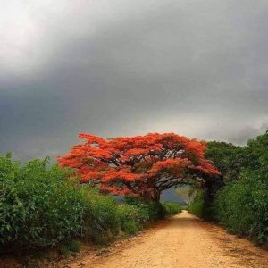 Recitazione online dei 5 Addestramenti alla Consapevolezza