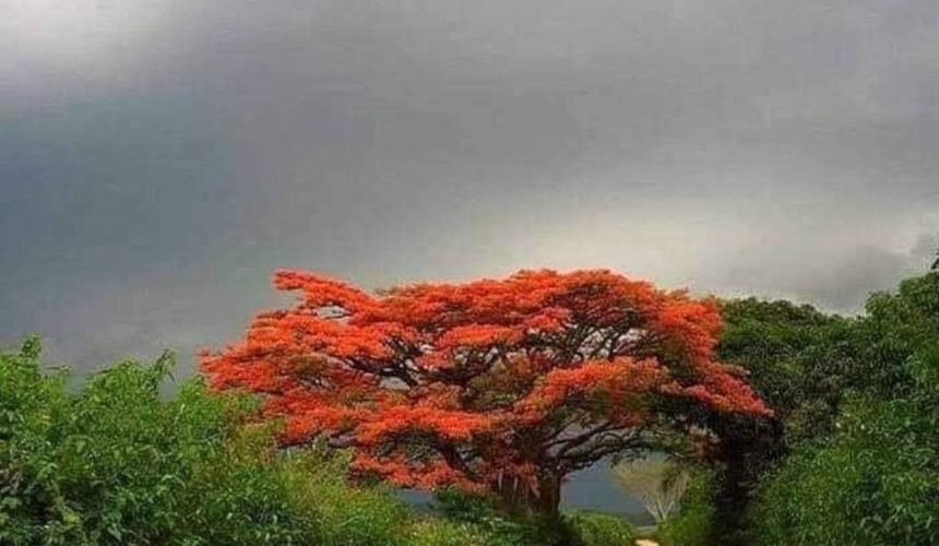 Recitazione online dei 5 Addestramenti alla Consapevolezza