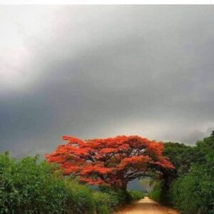 Domenica 18 Maggio 2025 ore 19: Recitazione online dei 5 Addestramenti alla Consapevolezza