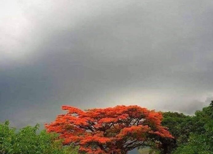 Domenica 18 Maggio 2025 ore 19: Recitazione online dei 5 Addestramenti alla Consapevolezza