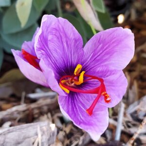 18-21 September @Pardesa: Spiritual action, peaceful action: Mindfulness retreat at Pardesa