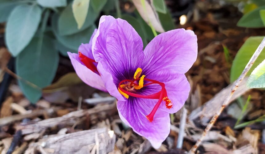 18-21 September @Pardesa: Spiritual action, peaceful action: Mindfulness retreat at Pardesa